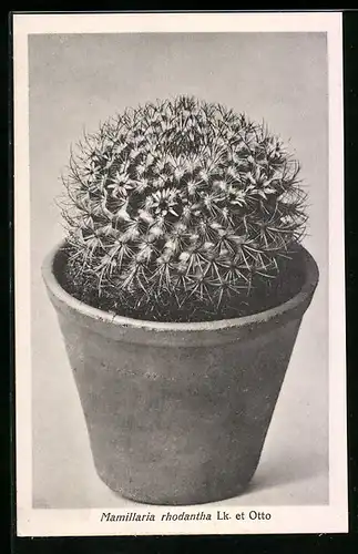 AK Erfurt, Firma Friedrich Adolph Haage jun., Mamillaria rhodantha Lk. et Otto, Kaktus