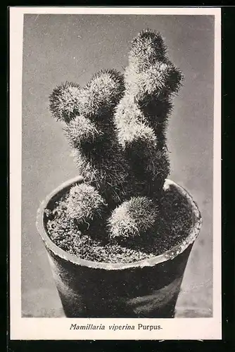AK Kaktus Mamillaria viperina Purpus