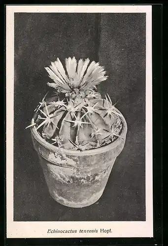 AK Erfurt, Firma Friedrich Adolph Haage jun., Echinocactus texensis Hopf., Kaktus