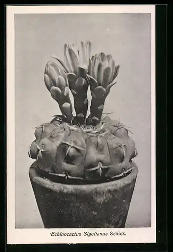 AK Echinocactus Sigelianus Schick. aus den Kulturen der Firma Friedrich Adolph Haage in Erfurt
