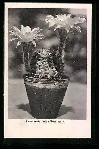 AK Echinopsis aurea Rose Sp. n., Kaktus