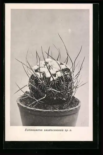 AK Erfurt, Firma Friedrich Adolph Haage jun., Echinocactus zacatecasensis sp. n., Kaktus