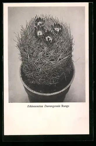 AK Echinocactus Durangensis Runge, mexikanischer Kaktus