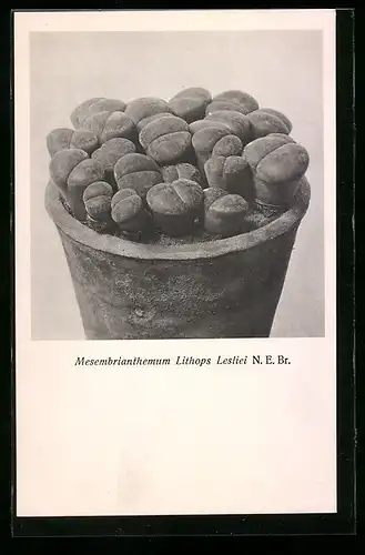AK Kaktus Mesembrianthemum Lithops Lesliei N. E. Br.