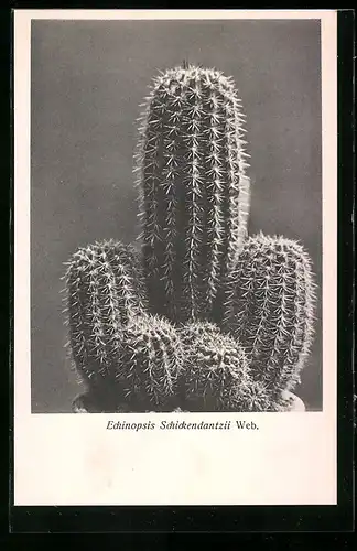 AK Echinopsis Schickendantzii Web., Kaktus