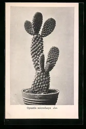 AK Kaktus Opuntia microdasys Lem.