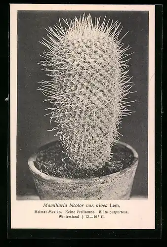 AK Erfurt, Firma Friedrich Adolph Haage jun., Mamillaria bicolor var. nivea Lem., Kaktus
