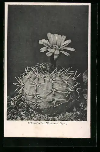 AK Echinocactus Stuckertii Speg., Kaktus