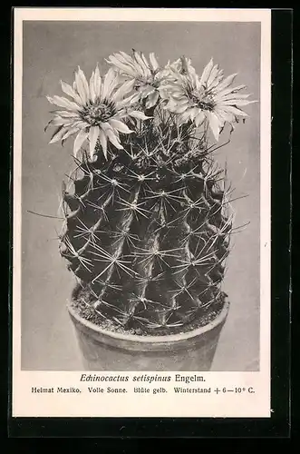 AK Erfurt, Firma Friedrich Adolph Haage jun., Echinocactus setispinus Engelm., Kaktus