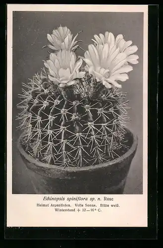 AK Erfurt, Firma Friedrich Adolph Haage jun., Echinopsis spiniflora sp. n. Rose, Kaktus