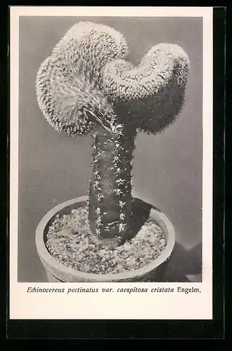 AK Echinocereus pectinatus var. caespitosa cristata Engelm, Kaktus