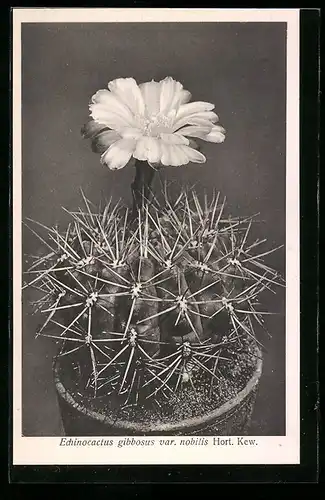 AK Echinocactus gibbosus var. nobilis Hort. Kew., Kaktus