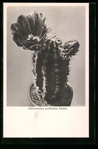 AK Echinocereus pulchellus Foerst., Kaktus