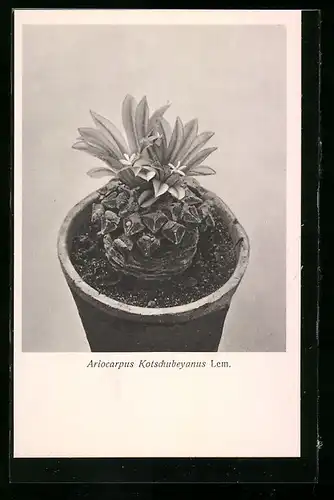AK Ariocarpus Kotschubeyanus Lem., Kaktus
