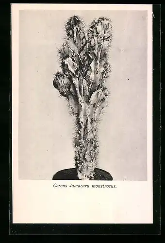 AK Cereus Jamacaru monstrosus, Kaktus
