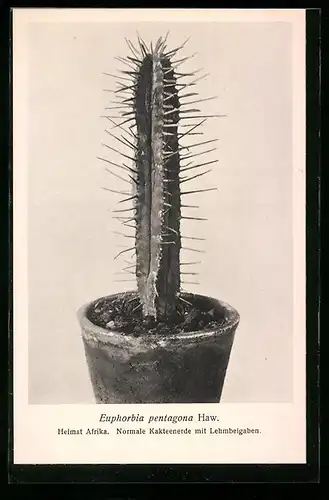 AK Erfurt, Firma Friedrich Adolph Haage jun., Euphorbia pentagona Haw., Kaktus