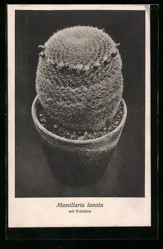 AK Mamillaria lanata mit Früchten, Kaktus