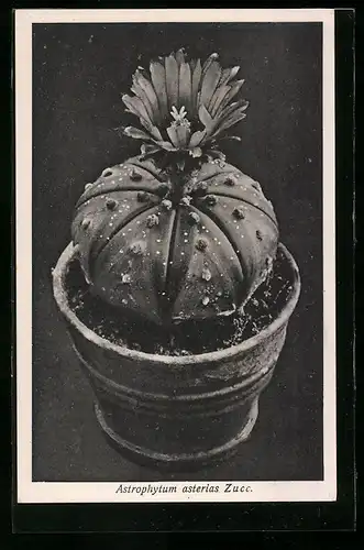 AK Astrophytum asterias Zucc., Kaktus