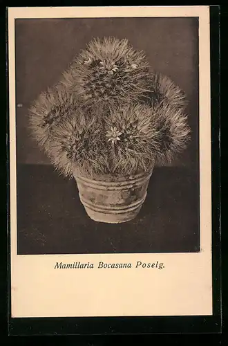 AK Mamillaria Bocasana Poselg, Kaktus