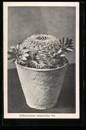 AK Echinocactus minisculus Web., Kaktus