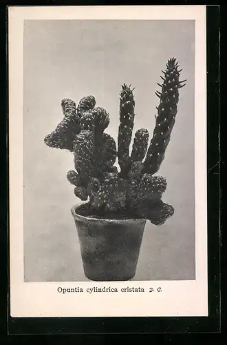 AK Kaktus Opuntia cylindrica cristata
