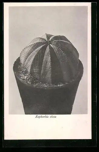 AK Erfurt, Firma Friedrich Adolph Haage jun., Euphorbia obesa, Kaktus