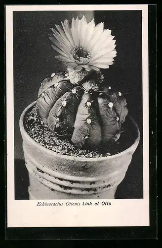 AK Kaktus mit Blüte, Echinocactus Ottonis, Link et Otto