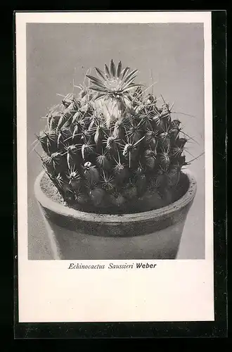 AK Erfurt, Firma Friedrich Adolph Haage jun., Echinocactus Saussieri Weber, Kaktus