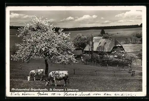 AK St. Georgen i. Schwarzw., Hirzbauernhof und Brigachquelle mit Kühen