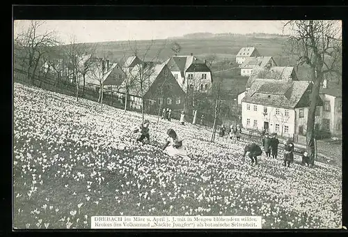 AK Drebach, Ortspartie mit blühendem Krokus