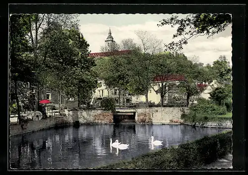 AK Siegburg, Partie am Schwanenteich, Schwäne
