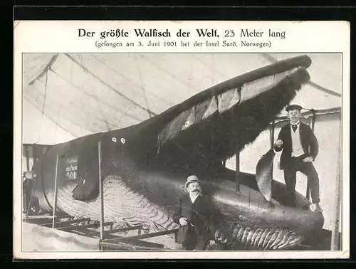 AK Sarö, Der grösste Walfisch der Welt gefangen 1901