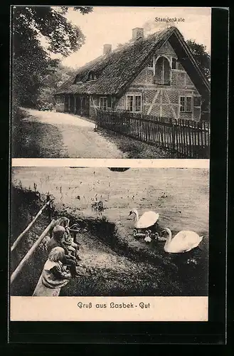 AK Lasbek, Stangenkate, Schwäne bei Fütterung