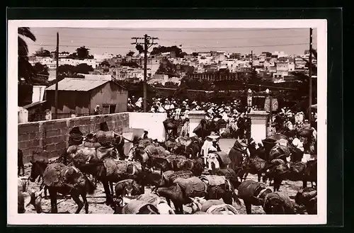 AK Tanger, Marché aux bestiaux