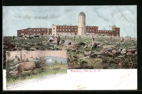 AK Brocken, Brockenhotel, röhrender Hirsch