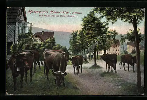 AK Hahnenklee / Harz, Damenkapellen & Rinder