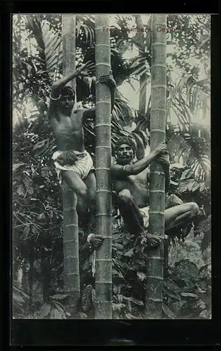 AK Sri Lanka, Ceylon, Tree Climbers, junge Männer auf Palmen kletternd