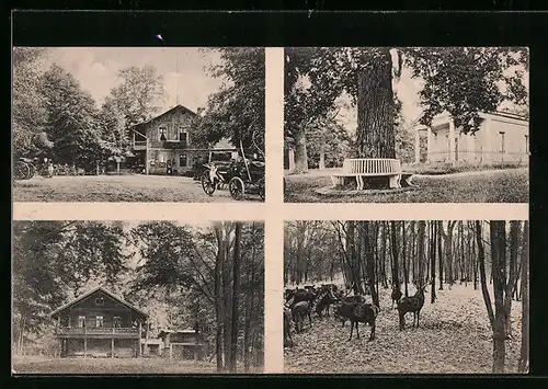 AK Dessau, Partie am Restaurant Sie Berg, Waldpartie mit Hirschen