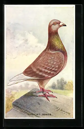 Künstler-AK Taube der Art Working Homer