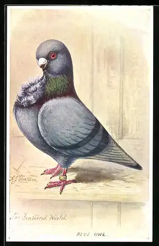 Künstler-AK Taube der Art Blue Owl