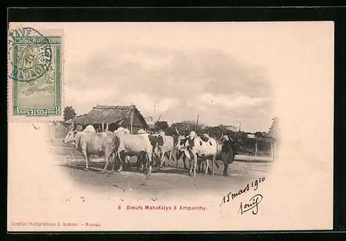 AK Ampanihy, Boeufs Mahafalys