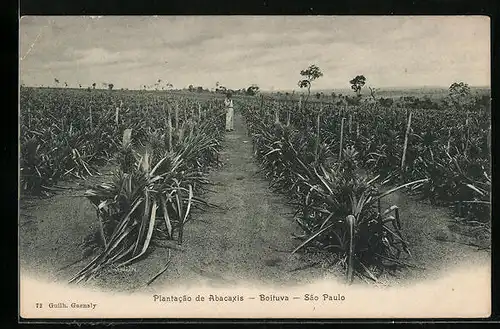 AK Sao Paulo, Boituva, Plantacao de Abacaxis