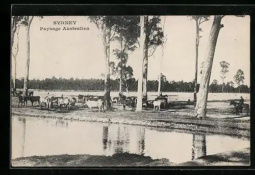 AK Sydney, Paysage Australien