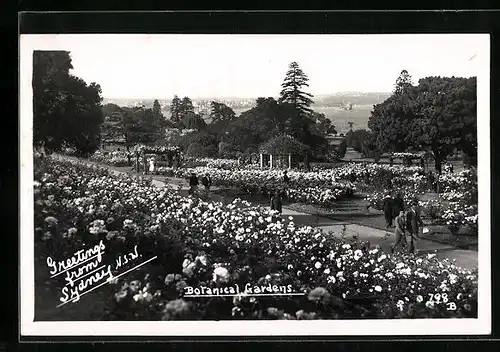AK Sydney /N. S. W., Botanical Gardens