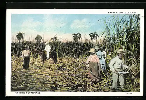 AK Habana, Corte de Cana, Cutting sugar cane