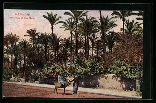 AK Alexandria, Palm-trees of Sidy Gaber