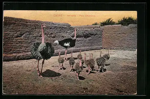 AK Caire, Heliopolis, Place d` Autriches