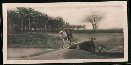 AK Cairo, Camel traversing the road of Memphis