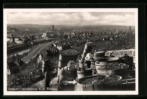 AK Stuttgart-Untertürkheim, bei der Weinlese