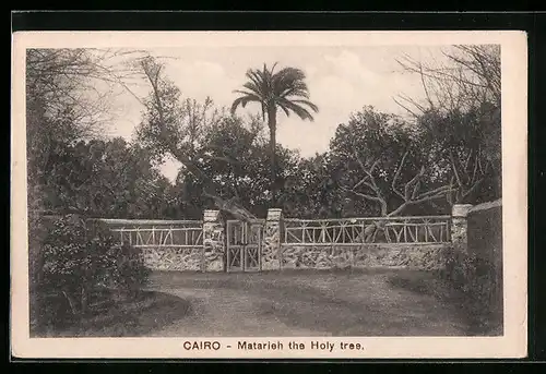 AK Cairo, Matarieh the Holy tree